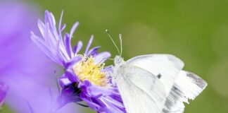 Ile jest gatunków grzybów jadalnych?