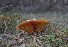 Jak wygląda Rydz trujący?