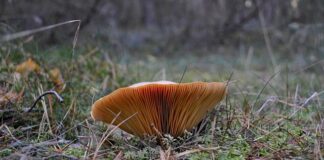 Jak wygląda Rydz trujący?