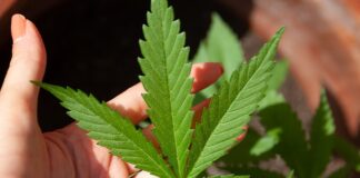 Czy bób jest warzywem?