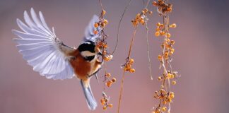 Czy czarna jagoda powoduje zaparcia?