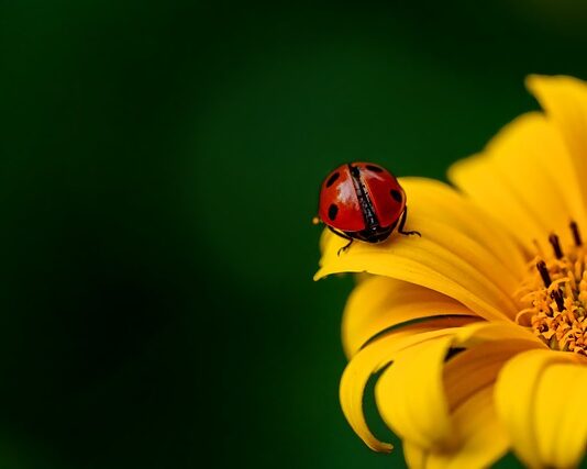 Co to jest słupek w silniku?