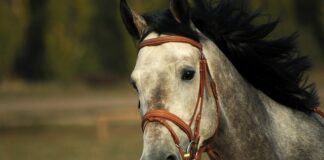 Czy po jabłkach są wzdęcia?