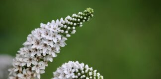 Do czego nadają się kacze jajka?