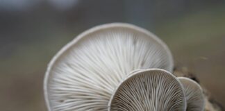 Z czym można pomylić boczniaka?